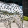 metal Animal leopard sculpture